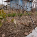 Технический виноград на маленьком участке: схема посадки и ухода Подготовка молодого винограда к зиме