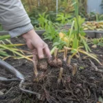 Садовод выкапывает клубнелуковицы гладиолусов садовыми вилами