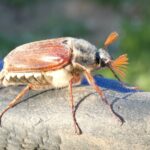 Майский жук Melolontha melolontha крупным планом