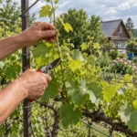 обрезка винограда в июне на шпалере